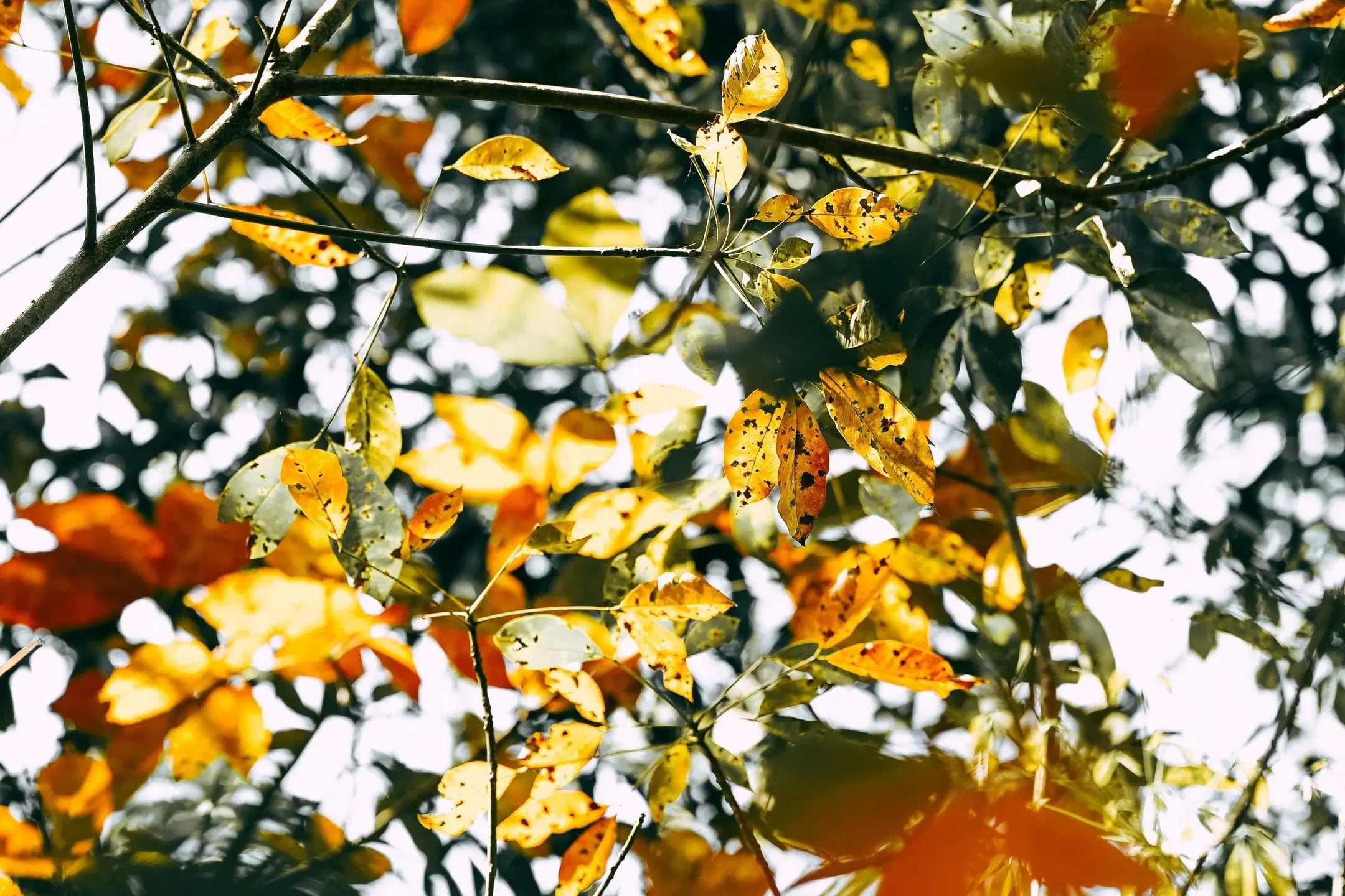 Fall Feels Autumn Songs Bingo